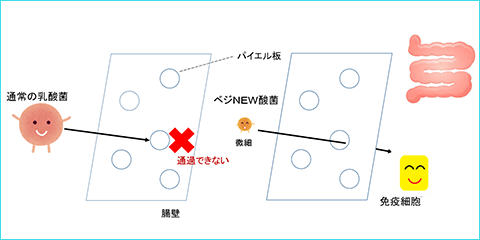 菌活ベジNEW酸菌は微細なので<br />腸から吸収され、免疫バランスを整えます